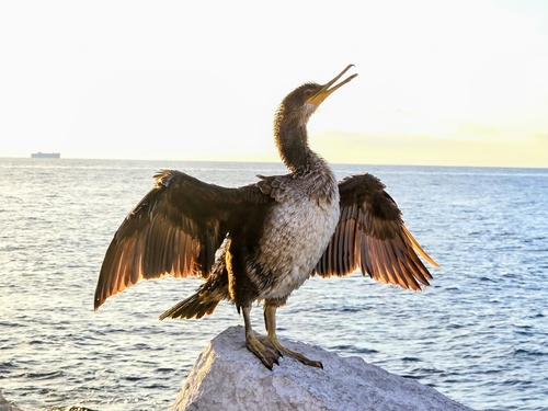 Mediterranean Shag