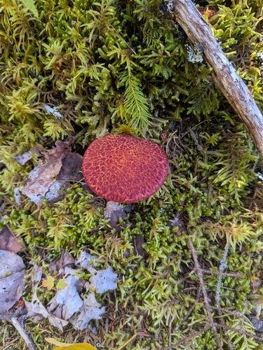 Painted Suillus