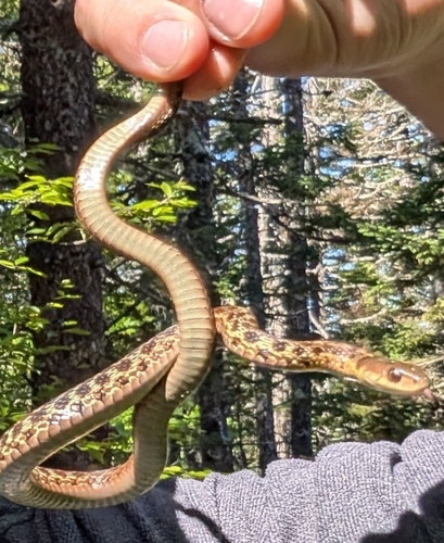 Maritime Garter Snake