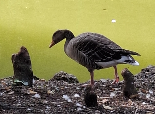 Greylag Goose