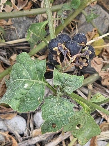 black nightshade