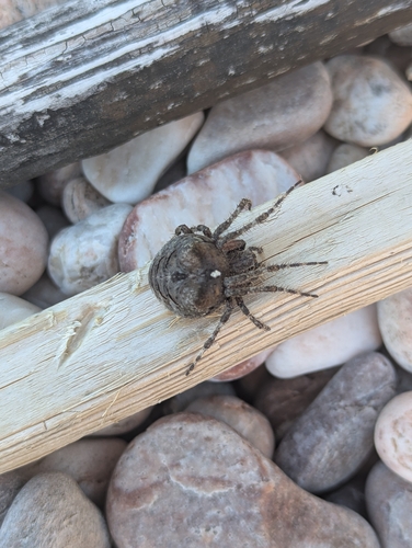 Fierce Orbweaver