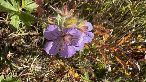 woolly cranesbill