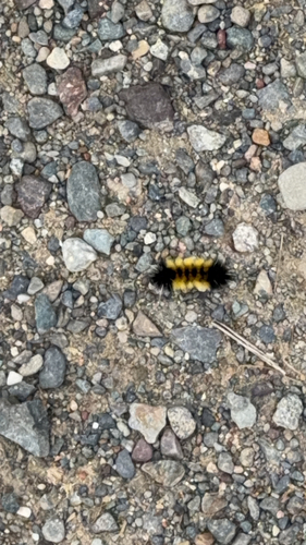 Spotted Tussock Moth