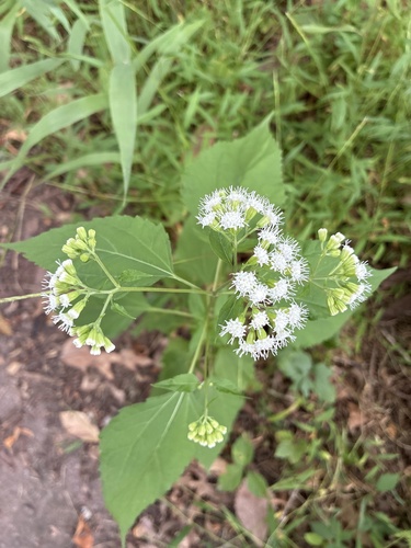 white snakeroot