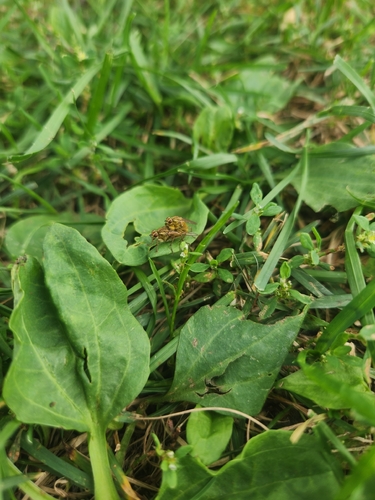 Golden Dung Fly