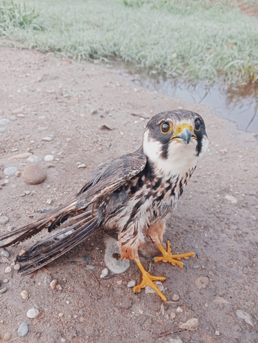 Eurasian Hobby