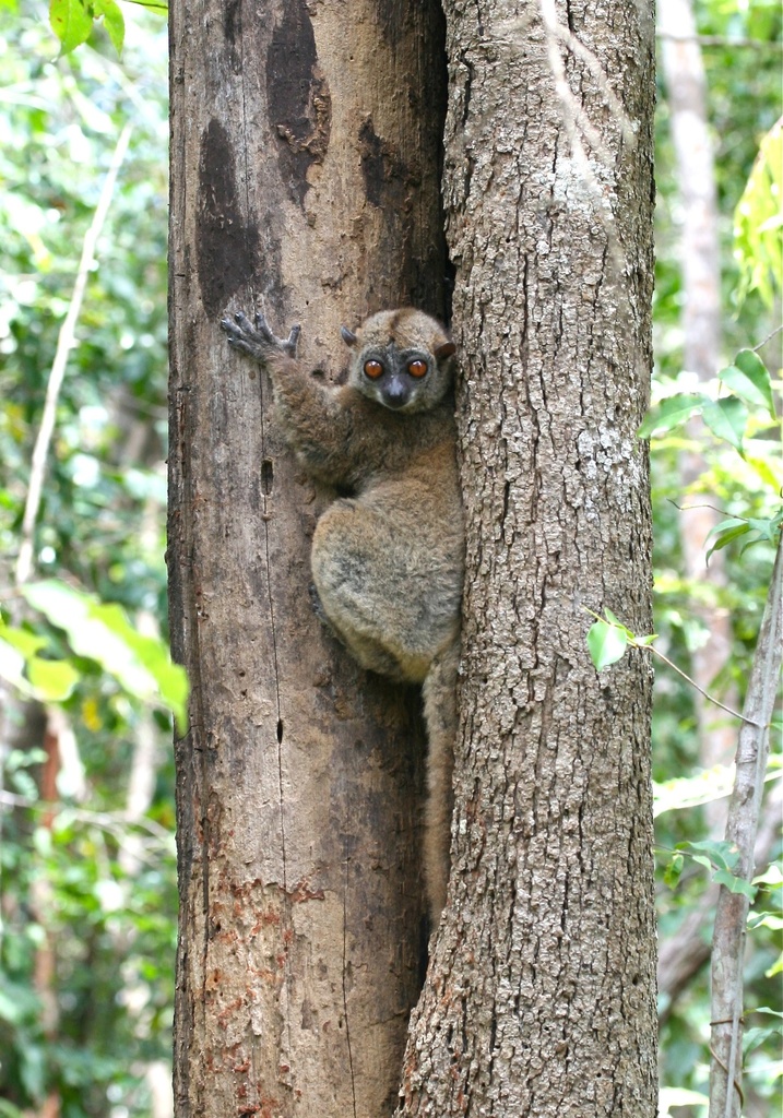 Sahamalaza Peninsula Sportive Lemur (Lepilemur sahamalaza)