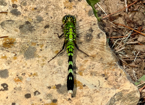 Eastern Pondhawk