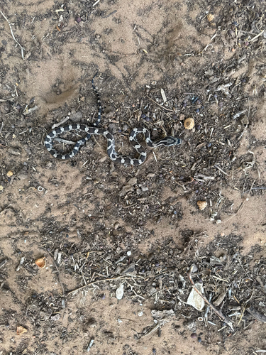 Western Ratsnake