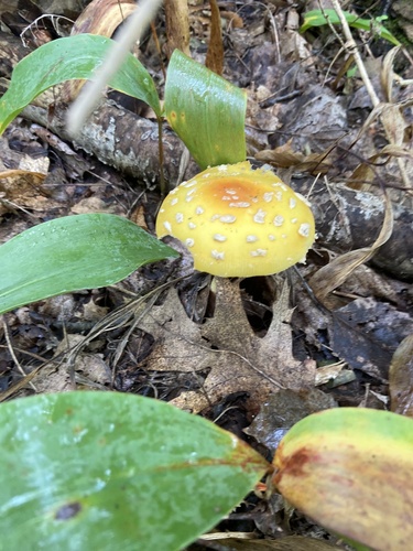 American Yellow Fly Agaric