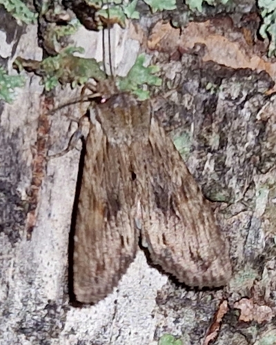 Pale Pinion