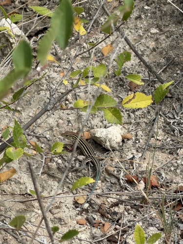Six-lined Racerunner