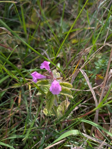 Wild Basil
