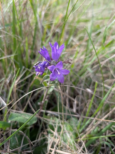 clustered bellflower