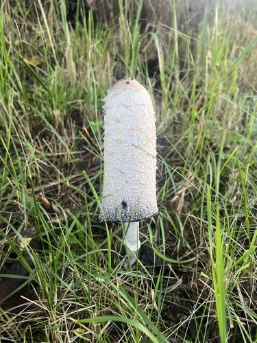 Shaggy Mane