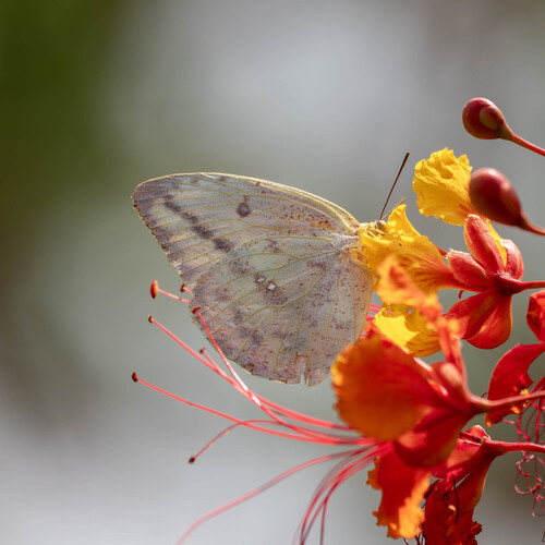 Large Orange Sulphur