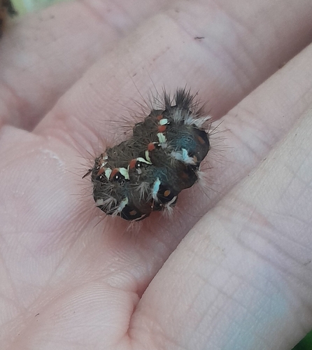 Knot Grass Moth