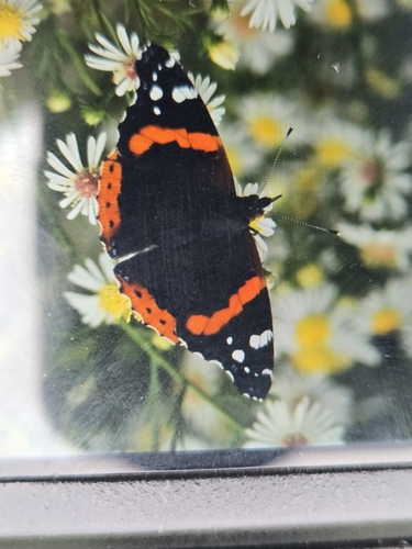 Red Admiral