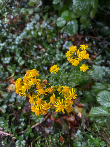 ragwort