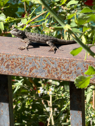 Western Fence Lizard