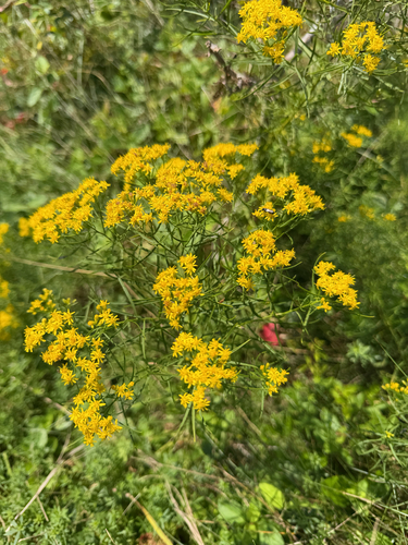 slender goldentop