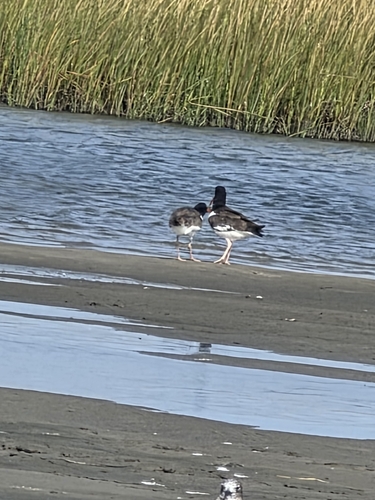 American Oystercatcher