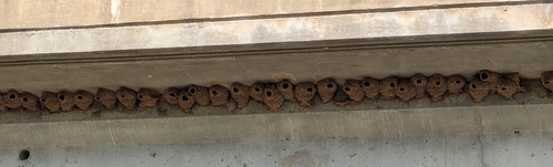 Cliff Swallow