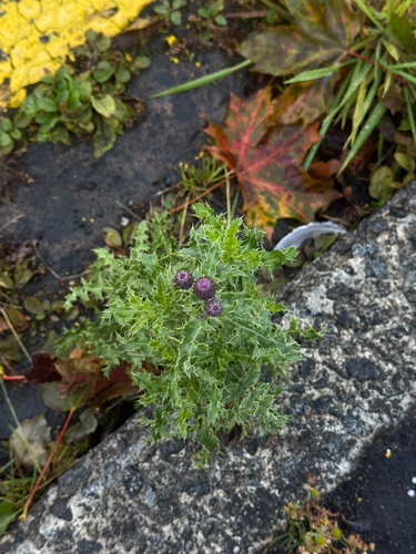 creeping thistle