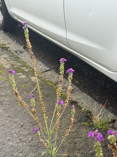 Purple Toadflax