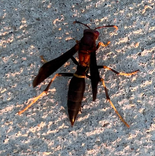 Ringed Paper Wasp