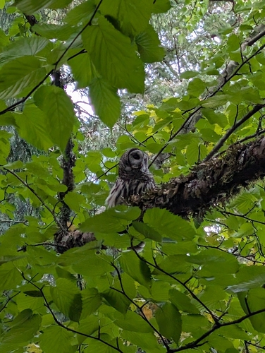 Barred Owl