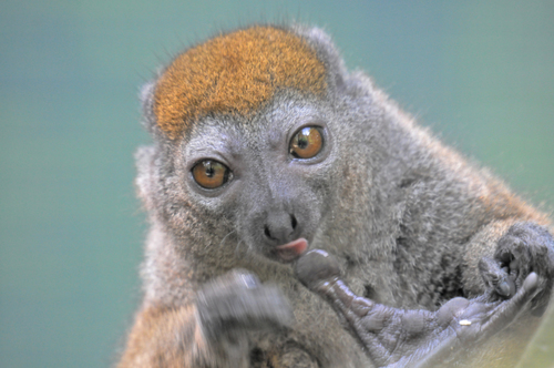 Sambirano Lesser Bamboo Lemur