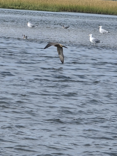 Peregrine Falcon