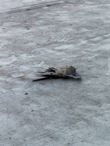 Mourning Dove