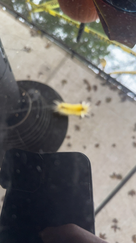 Banded Tussock Moth
