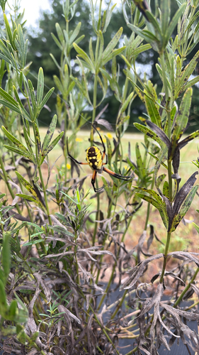 Yellow Garden Spider