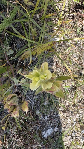 Unalaska paintbrush