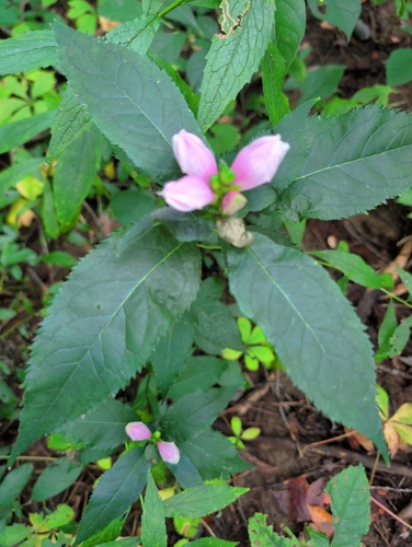 pink turtlehead
