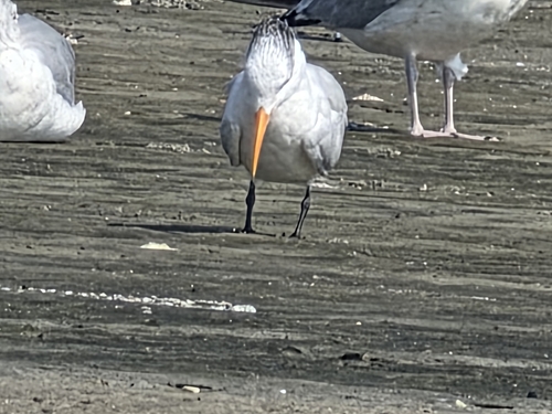 Royal Tern