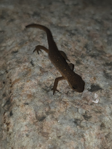 Central Newt