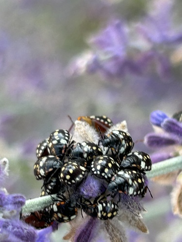 Southern Green Stink Bug