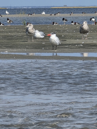 Caspian Tern