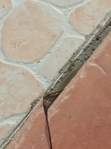 Common Wall Lizard