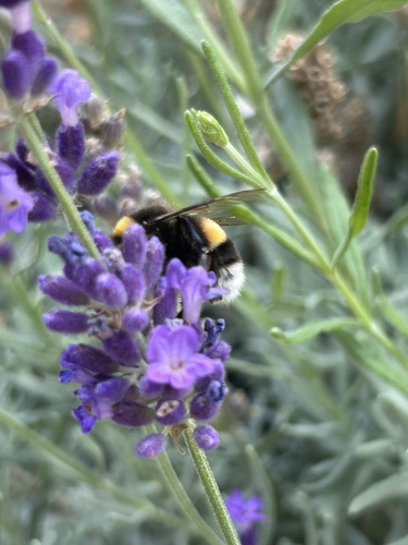 Buff-tailed Bumble Bee