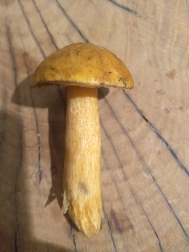 Velvet Bolete