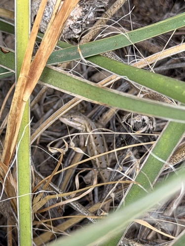 Prairie Lizard