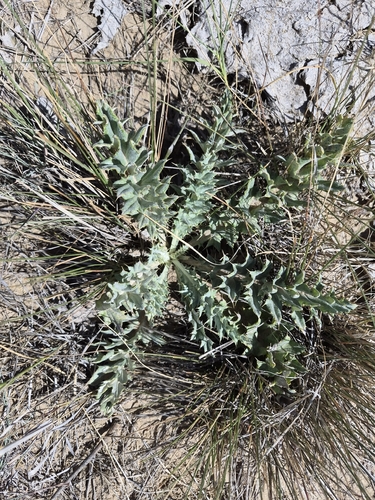 wavyleaf thistle