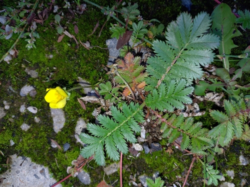 common silverweed