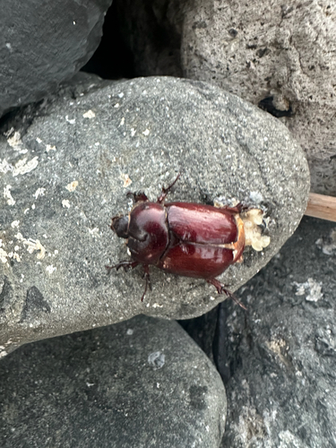 Phyllognathus excavatus